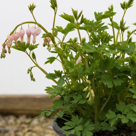 Cupid® Bleeding Heart - Perennial - Nature Hills Nursery - 1 Container - 