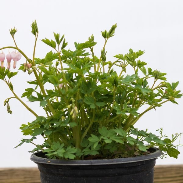 Cupid® Bleeding Heart - Perennial - Nature Hills Nursery - 1 Container - 