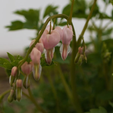 Cupid® Bleeding Heart - Perennial - Nature Hills Nursery - 1 Container - 