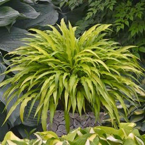 Curly Fries Hosta - Nature Hills Nursery - #1 Container - 