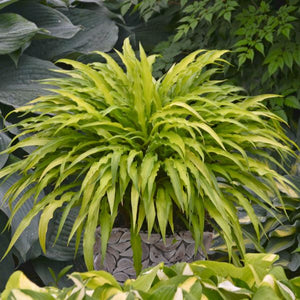 Curly Fries Hosta - Nature Hills Nursery - #1 Container - 