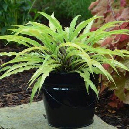 Curly Fries Hosta - Nature Hills Nursery - #1 Container - 