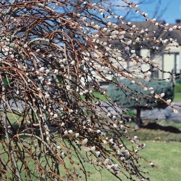 Curly Locks Willow - Nature Hills Nursery - #15 Container 6 - 7 Feet - 