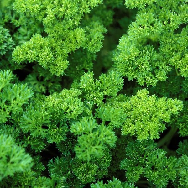 Curly Parsley - Nature Hills Nursery - Quart Container - 