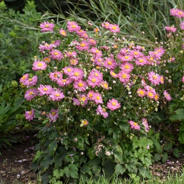 専用♩ 横長仕切りがま口 forest wave × anemone ピンク Curtain Call Pink Japanese Anemone | Buy at NatureHills.com