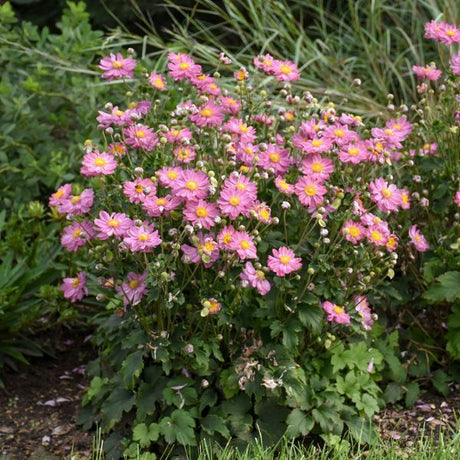 Curtain Call Pink Japanese Anemone Full Plant