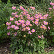 Curtain Call Pink Japanese Anemone Full Plant