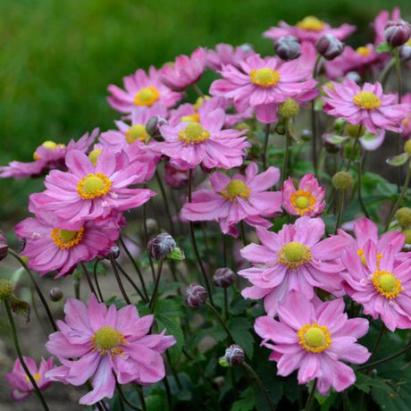 Curtain Call Pink Japanese Anemone Blooms