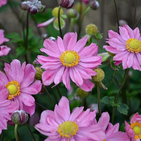 Curtain Call Pink Japanese Anemone Close Up Blooms