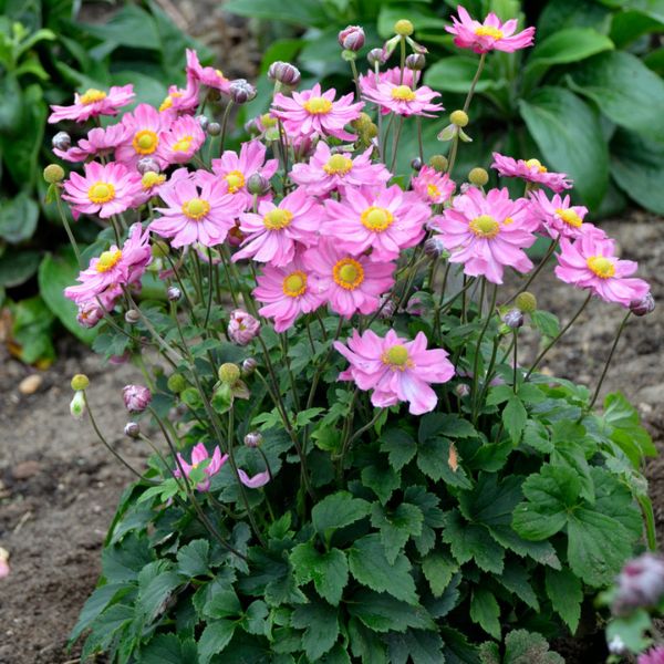 Curtain Call Pink Japanese Anemone