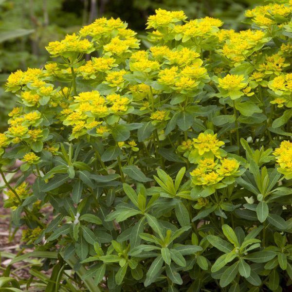 Cushion Spurge