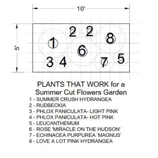 Plants That Work For A Summer Cut Flower Garden