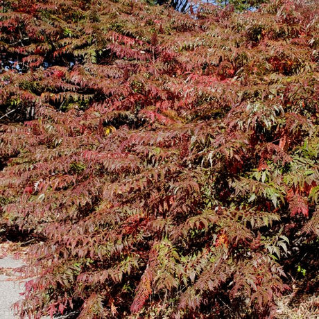 Cutleaf Staghorn Sumac