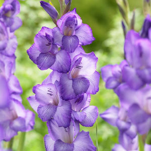 Cyan Gladiolus Blend - Nature Hills Nursery - 25 Pack Bulbs - 