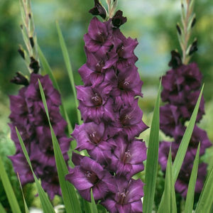 Cyan Gladiolus Blend - Nature Hills Nursery - 25 Pack Bulbs - 