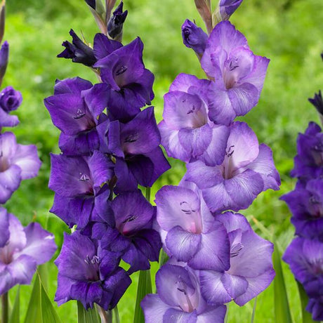 Cyan Gladiolus Blend - Perennial - Nature Hills Nursery - 25 Pack Bulbs - 
