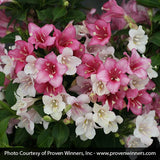 Czechmark Trilogy&reg; Weigela - Nature Hills Nursery - #3 Container - 