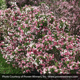 Czechmark Trilogy&reg; Weigela - Nature Hills Nursery - #3 Container - 
