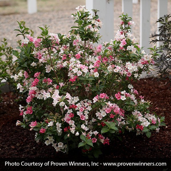 Czechmark Trilogy&reg; Weigela - Nature Hills Nursery - #3 Container - 