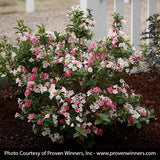 Czechmark Trilogy&reg; Weigela - Nature Hills Nursery - #3 Container - 