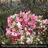 Czechmark Trilogy&reg; Weigela - Nature Hills Nursery - #3 Container - 