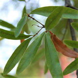 Willow Oak Tree