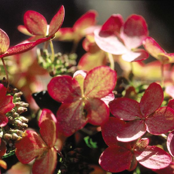 Pink Diamond Panicle Hydrangea