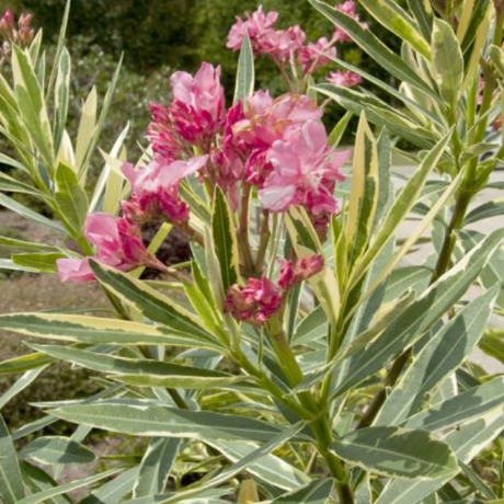 Twist Of Pink Oleander