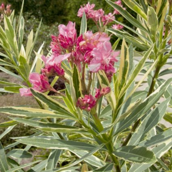 Twist Of Pink Oleander