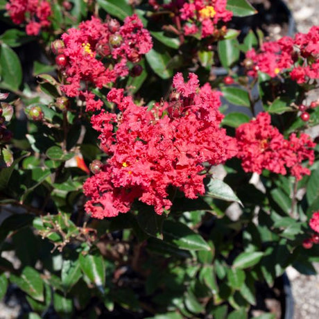 Enduring Summer&trade; Red Crape Myrtle