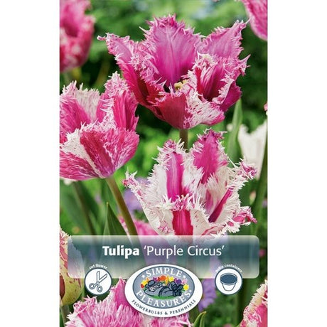 Purple Circus Tulip