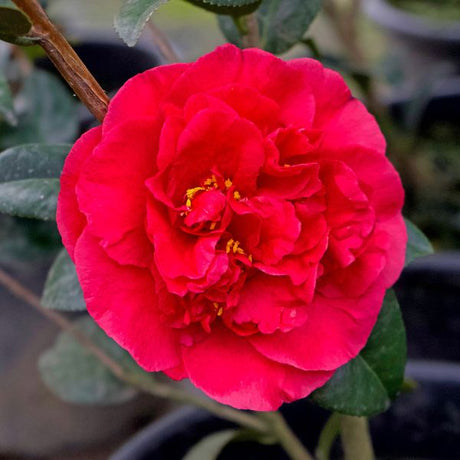 Kramer's Supreme Camellia