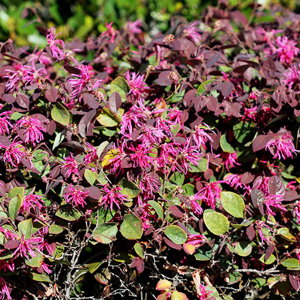 Chinese Fringe Flower