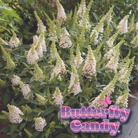 Butterfly Candy&trade; Lil’ Coconut&trade; Butterfly Bush