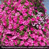 Supertunia&reg; Giant Pink Petunia