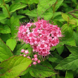 Norman Spirea