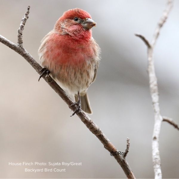 Audubon&reg; Native Steeplebush