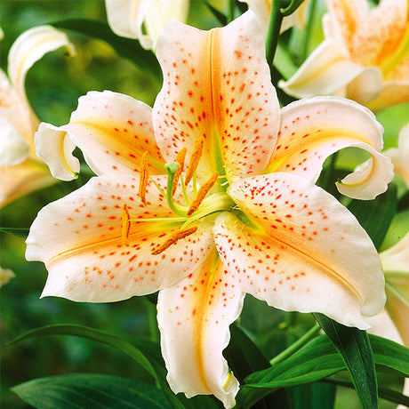 Salmon Star Oriental Lily