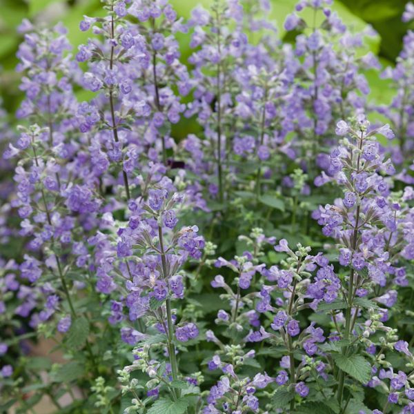 Purrsian Blue Catmint