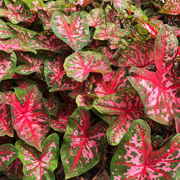 Carolyn Whorton Caladium