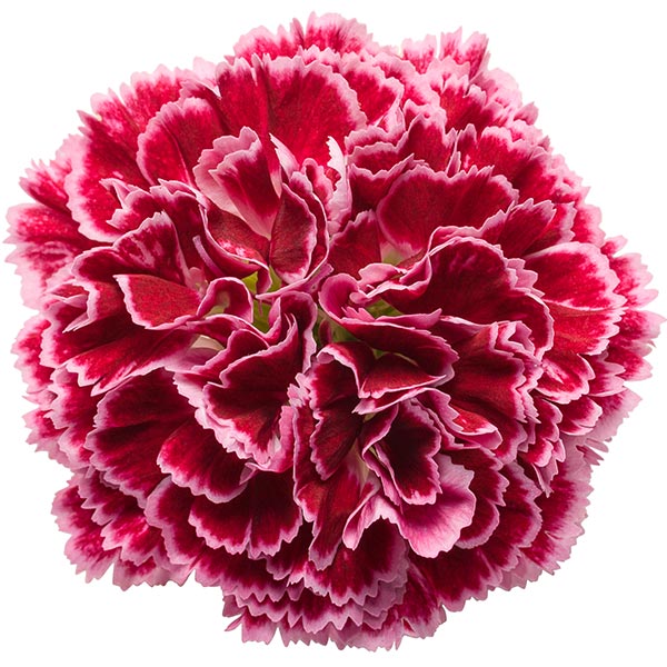 Dianthus Cherry Vanilla