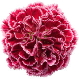 Dianthus Cherry Vanilla