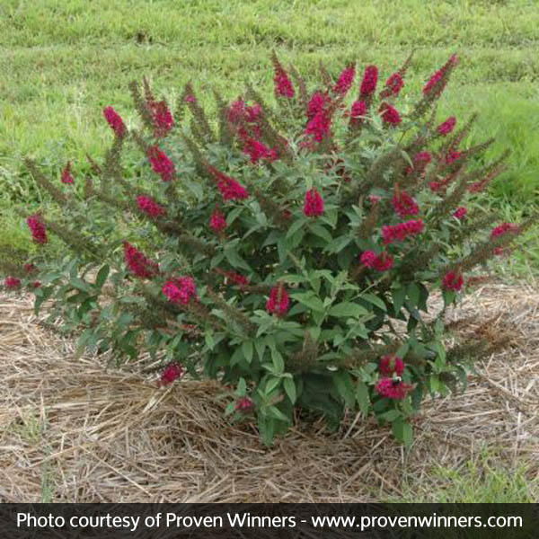 Miss Molly Butterfly Bush