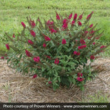 Miss Molly Butterfly Bush