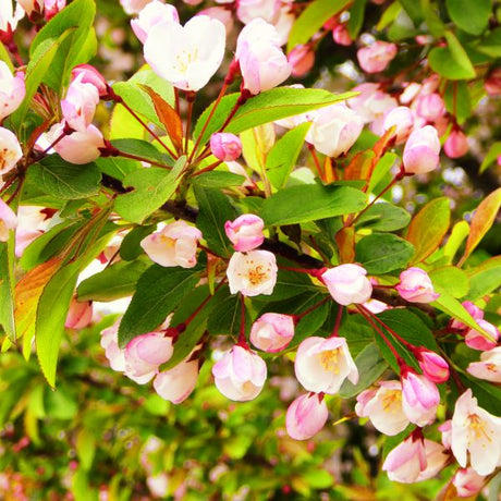 Adirondack Crabapple