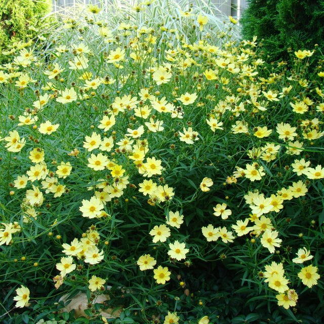 Full Moon Coreopsis