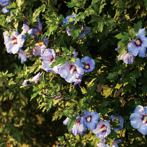 Azurri Blue Satin? Rose of Sharon Shrub