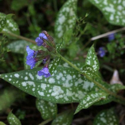 Cevennensis Lungwort