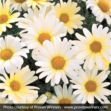 Vanilla Butterfly&reg; Daisy