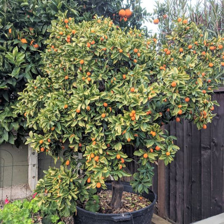 Nagami Kumquat Tree